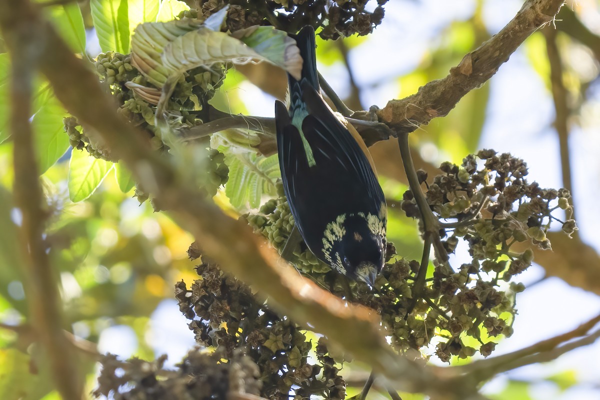 Spangle-cheeked Tanager - Paul Beerman