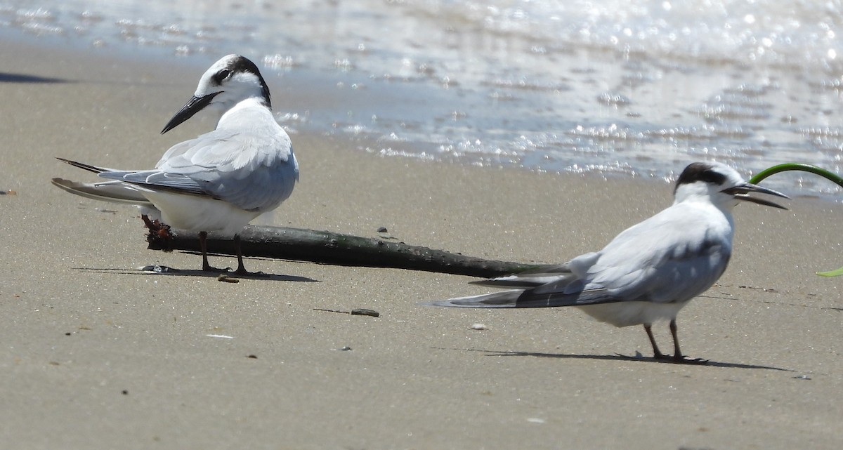 Little Tern - ML614771890