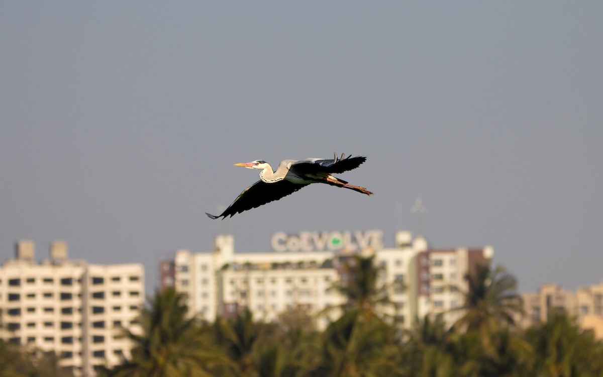 Gray Heron - ML614771933