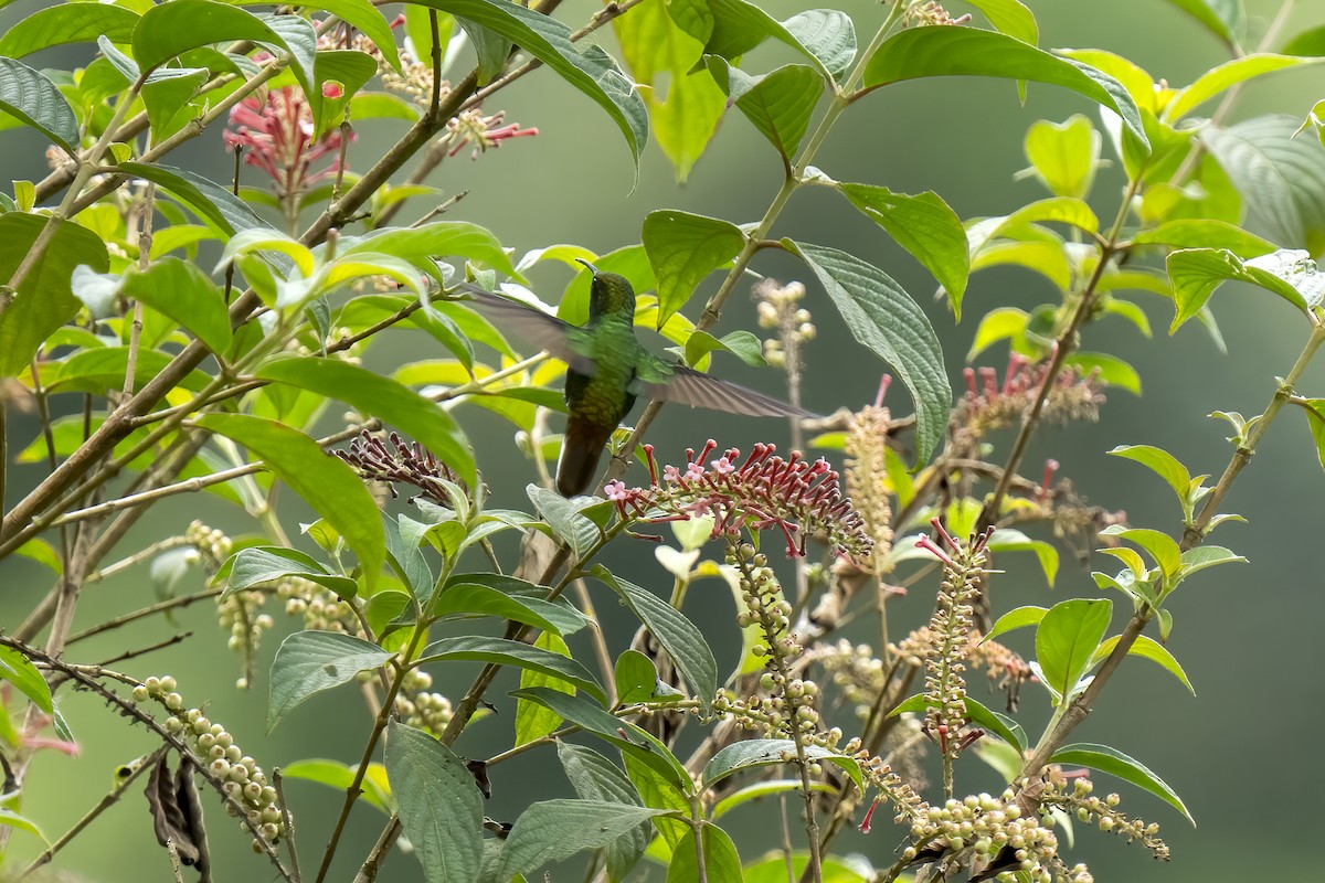 kolibřík měděnohlavý - ML614771945