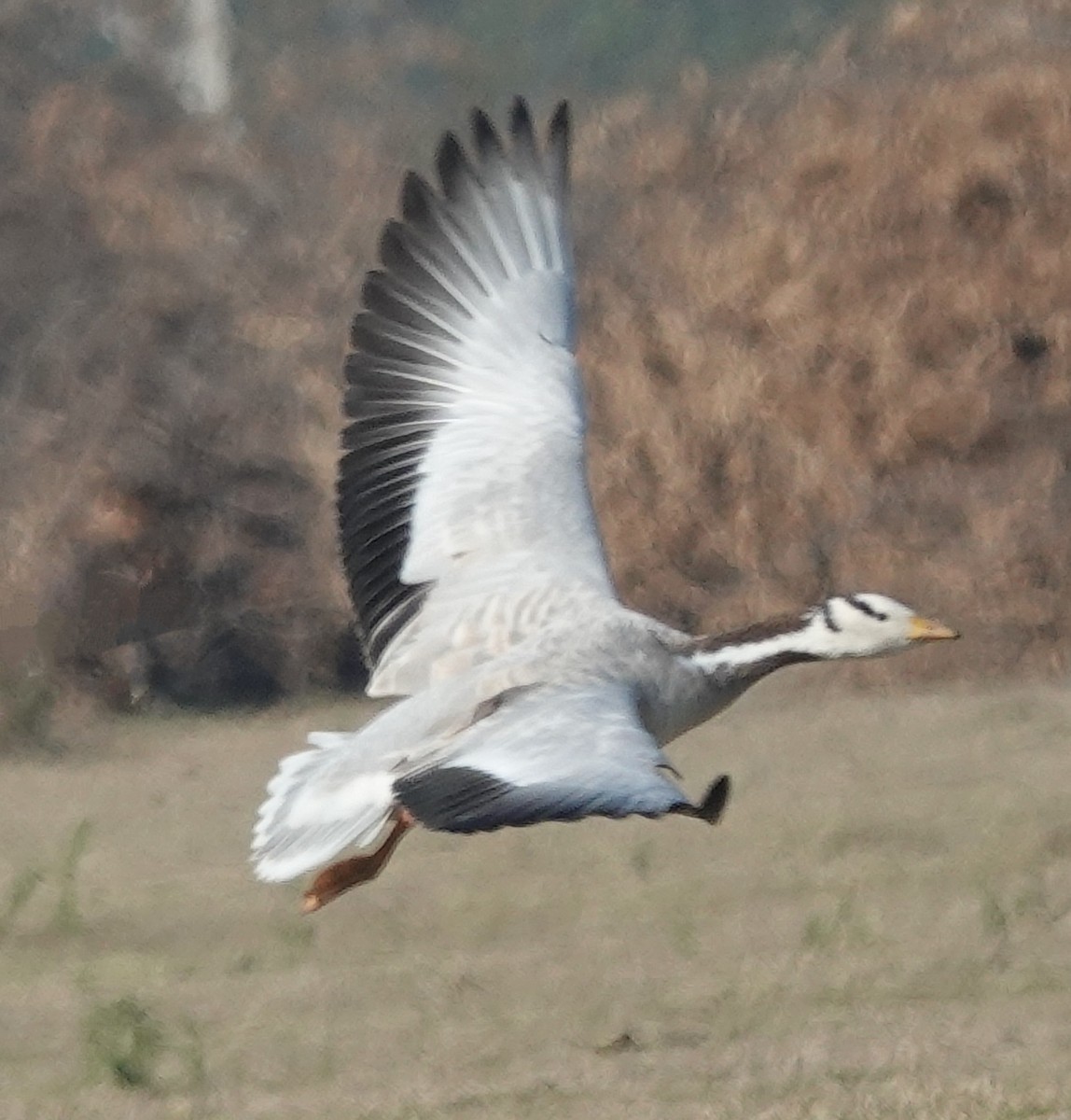 Bar-headed Goose - Prof Chandan Singh Dalawat