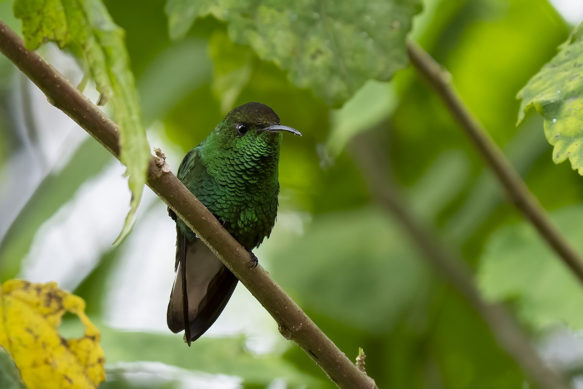 kolibřík měděnohlavý - ML614771961