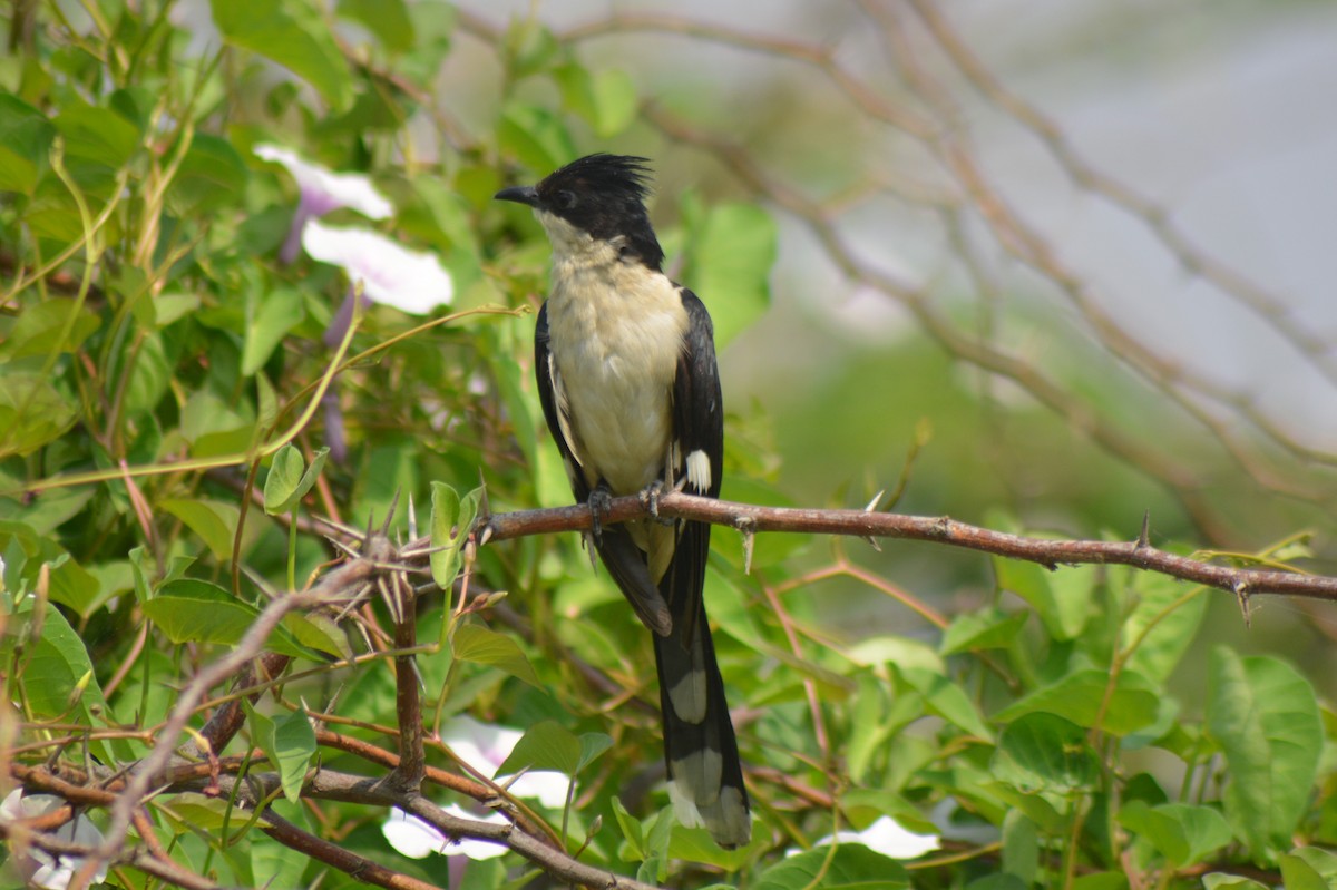 Pied Cuckoo - ML614771984