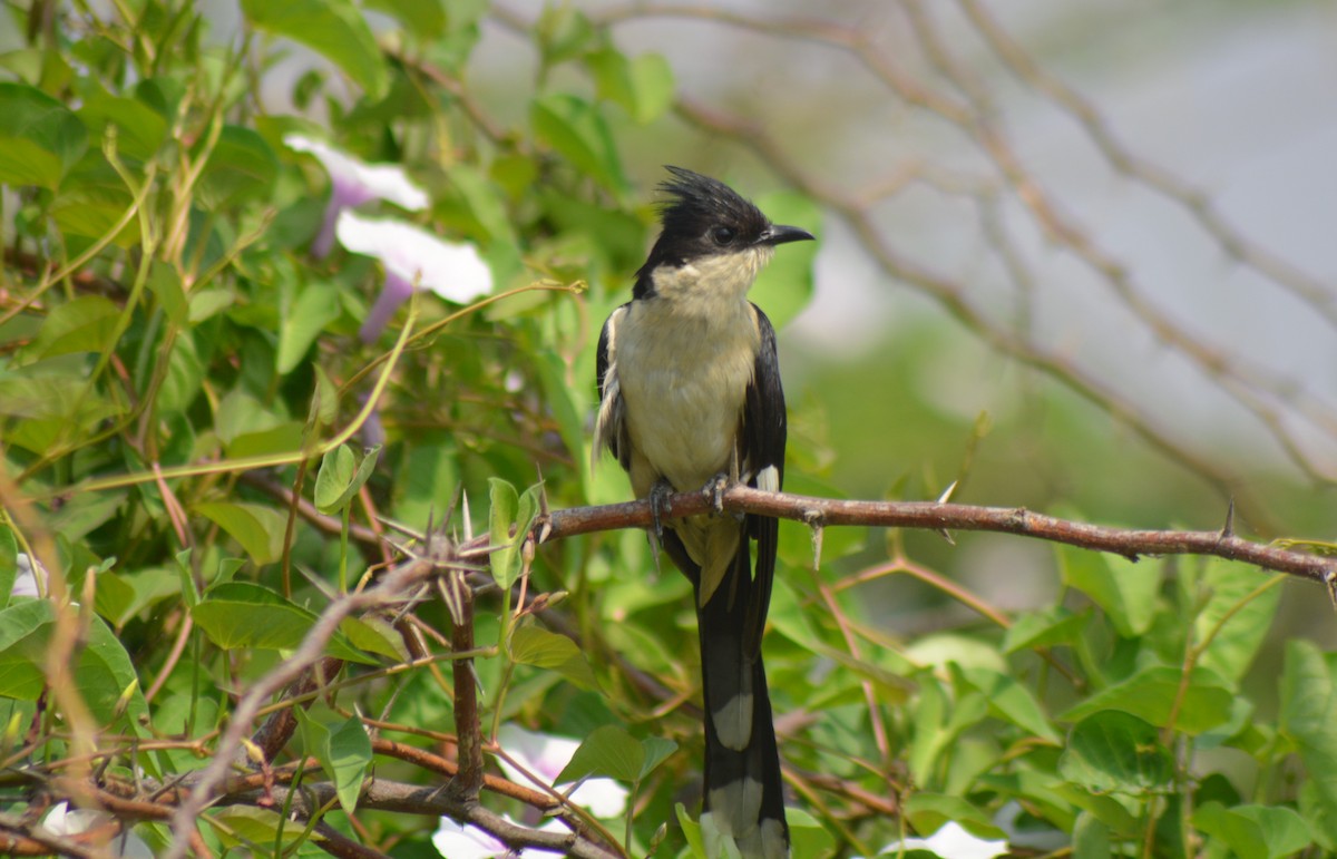 Pied Cuckoo - ML614771985