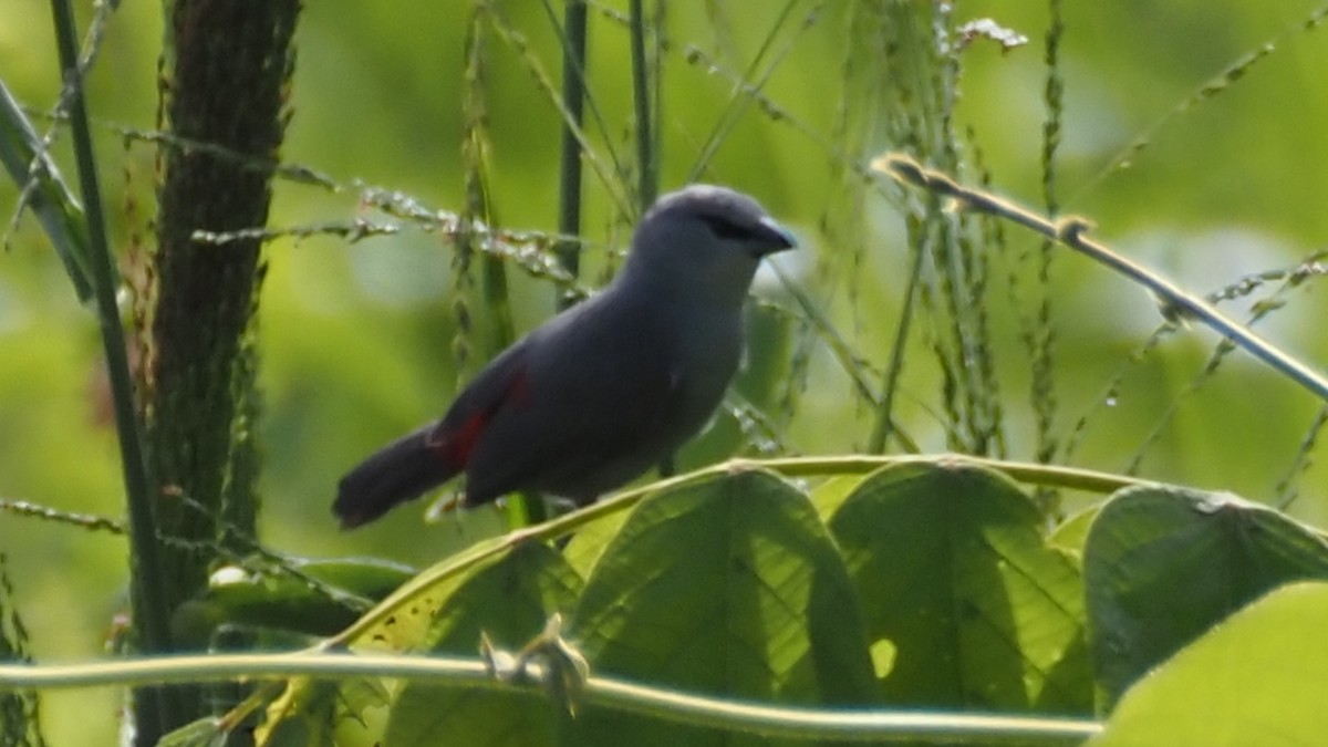 Black-tailed Waxbill - ML614771988