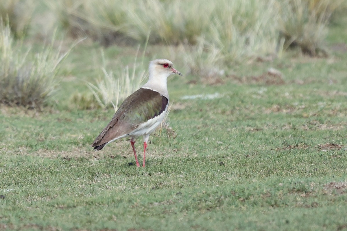 Andean Lapwing - ML614772012