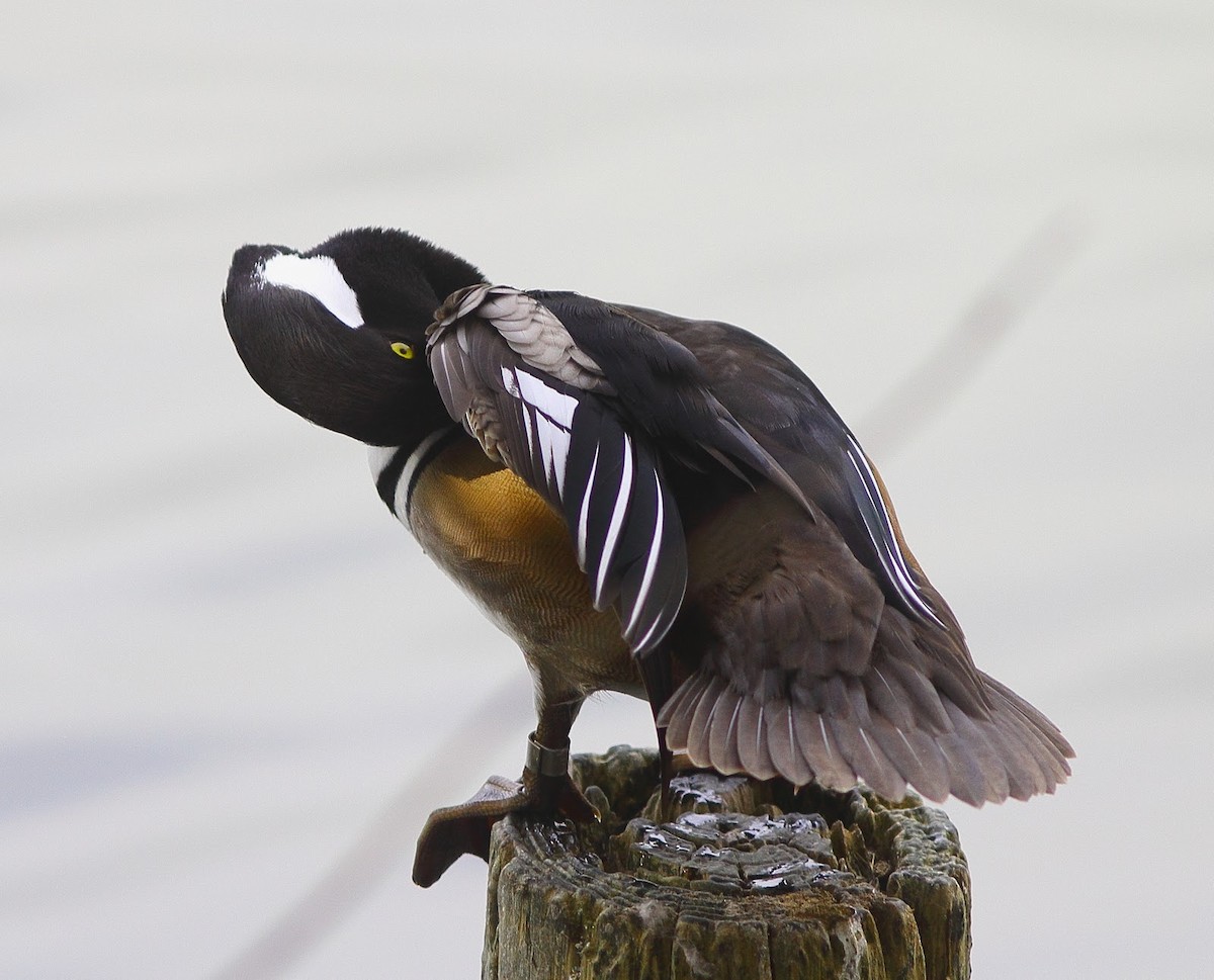 Hooded Merganser - ML614772036