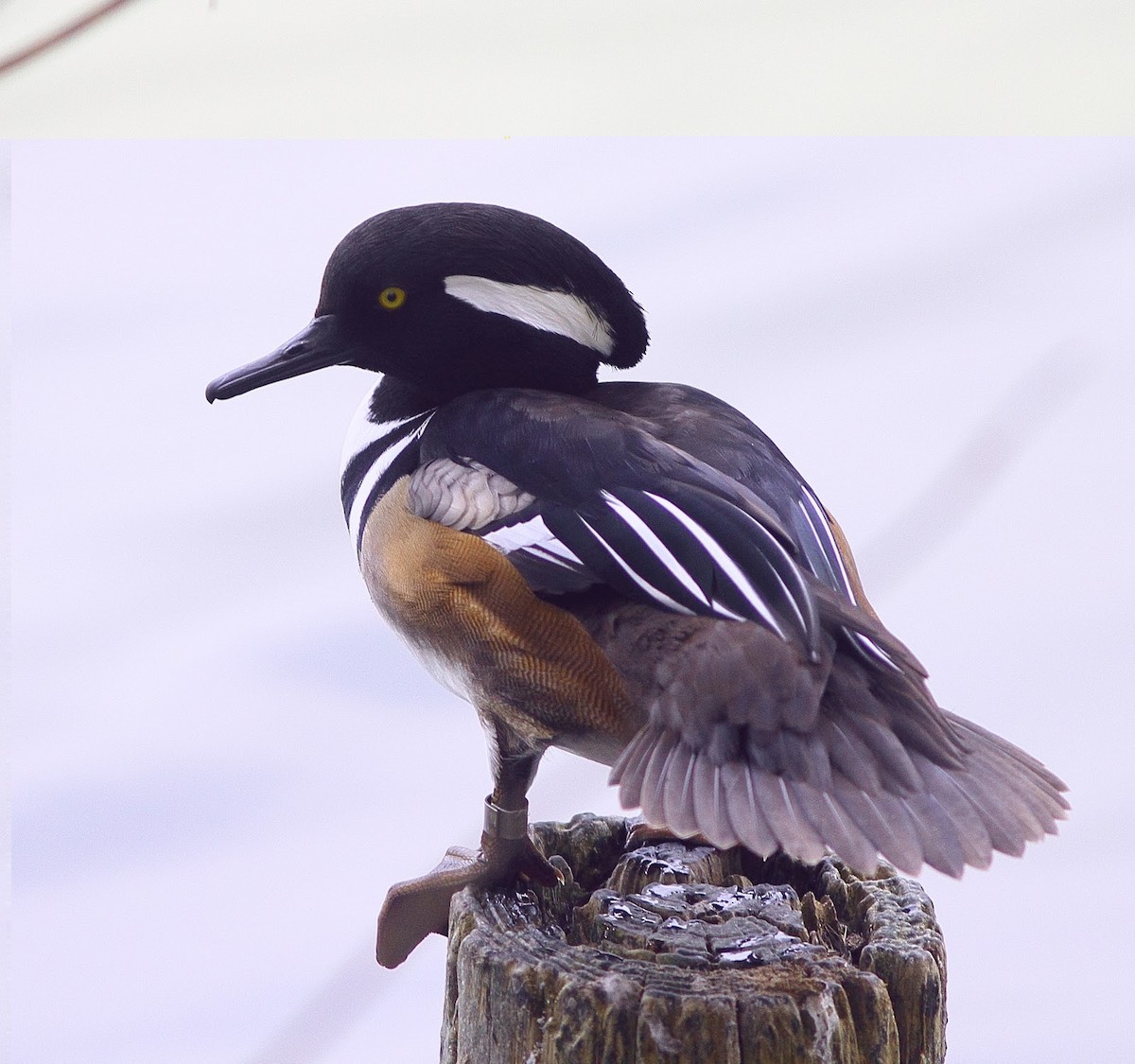 Hooded Merganser - ML614772038