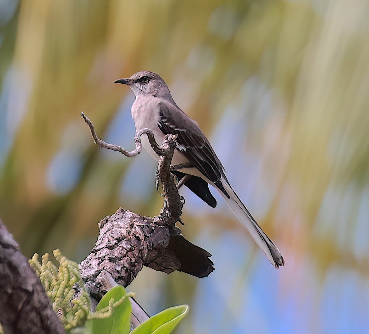 Northern Mockingbird - Mandy Talpas -Hawaii Bird Tours