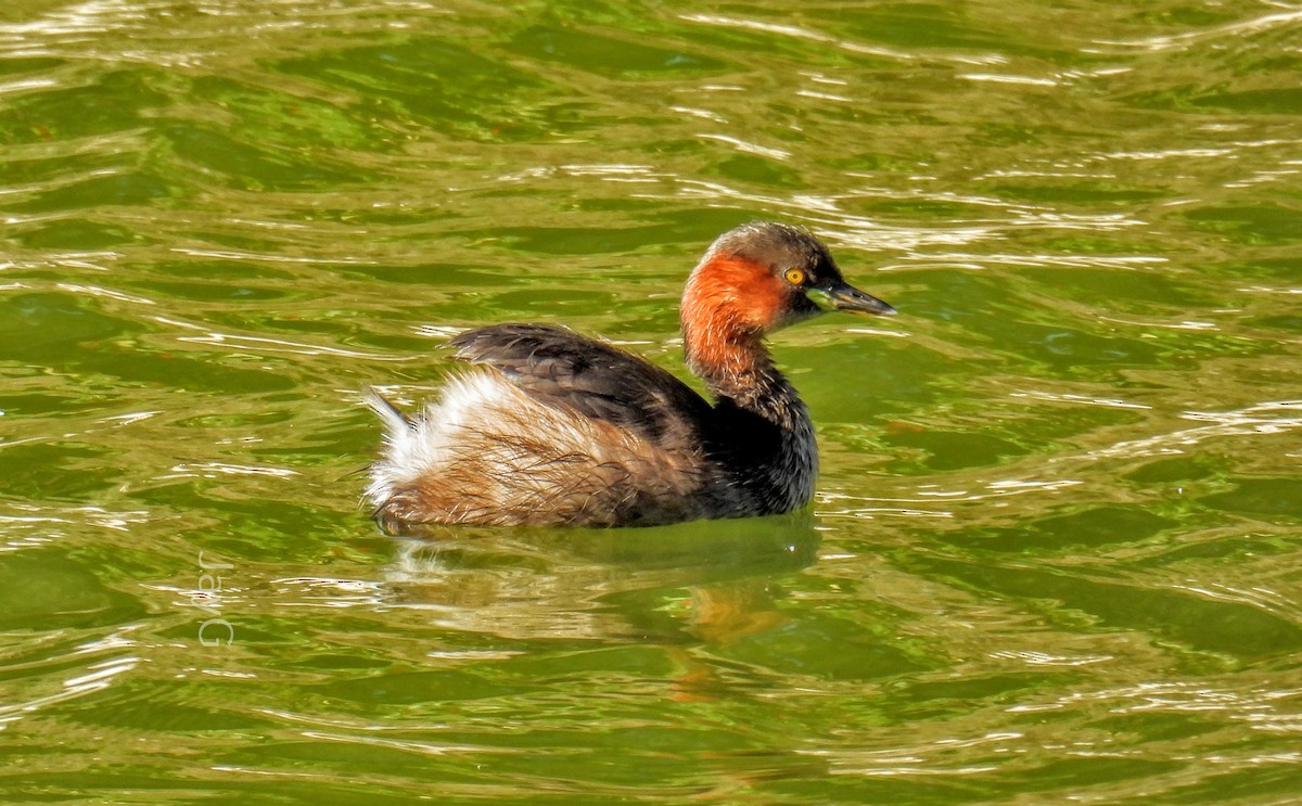 Little Grebe - ML614772089