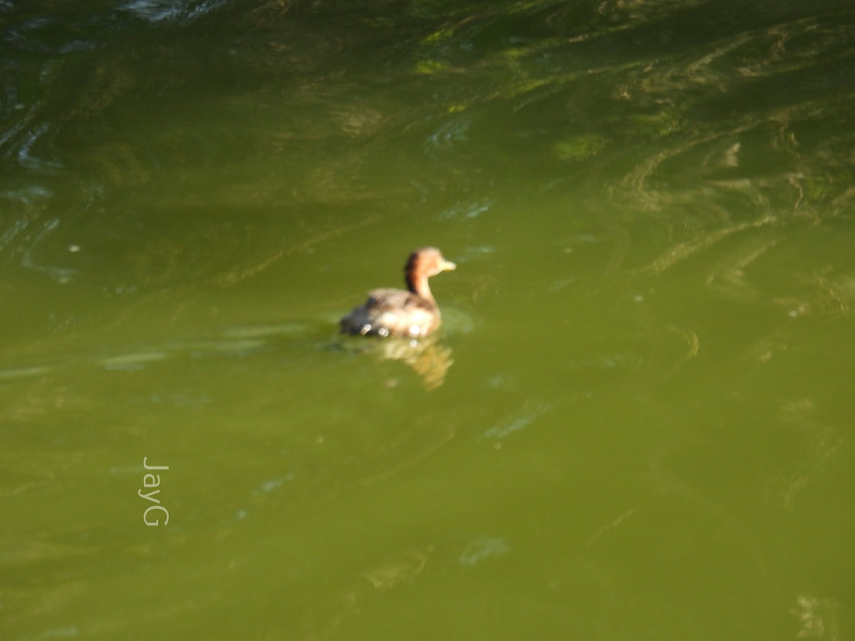 Little Grebe - ML614772090