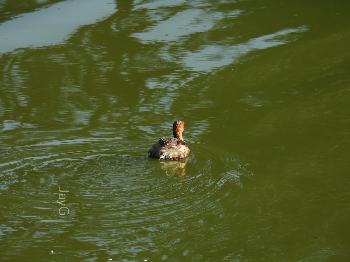 Little Grebe - ML614772091