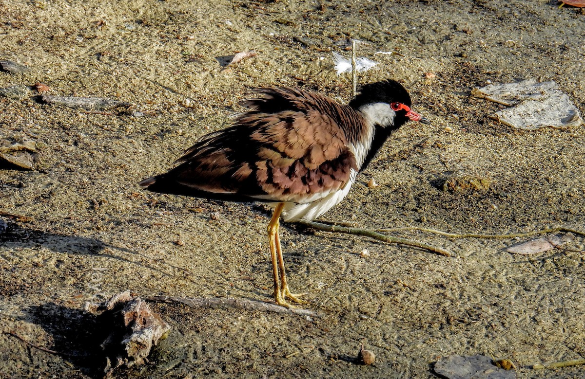 Red-wattled Lapwing - ML614772111