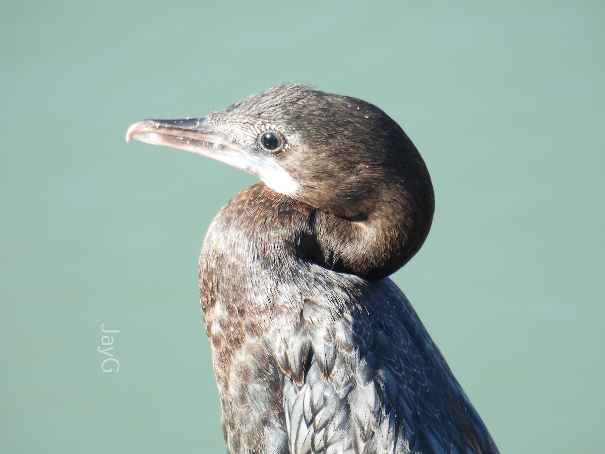 Cormoran à cou brun - ML614772127