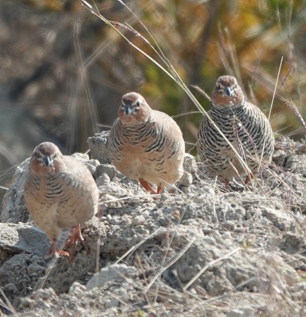 Jungle Bush-Quail - ML614772136