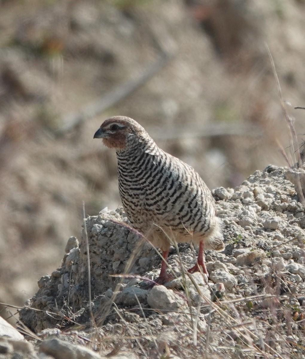 Jungle Bush-Quail - ML614772137