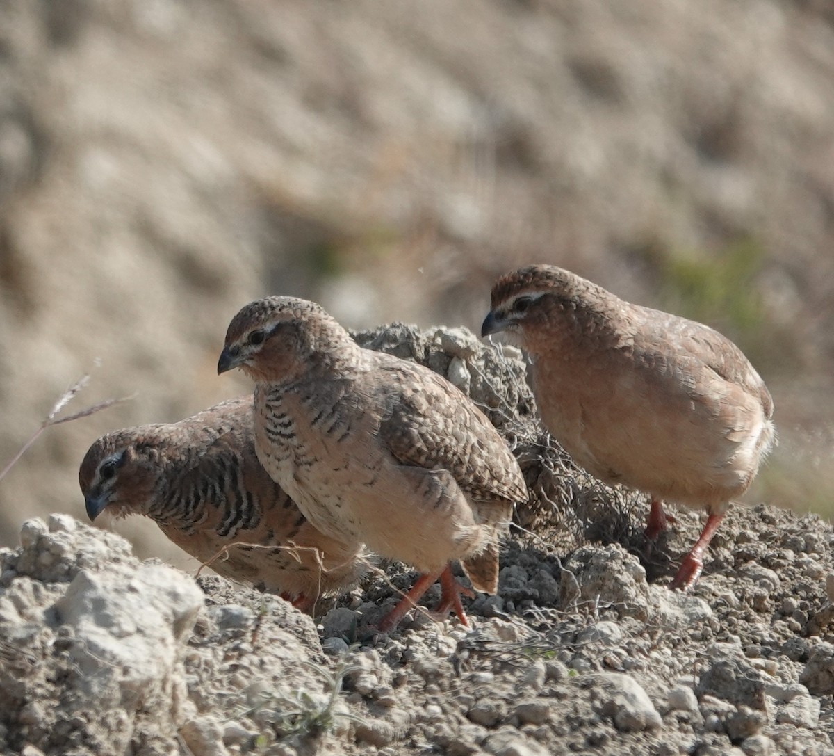 Jungle Bush-Quail - Prof Chandan Singh Dalawat