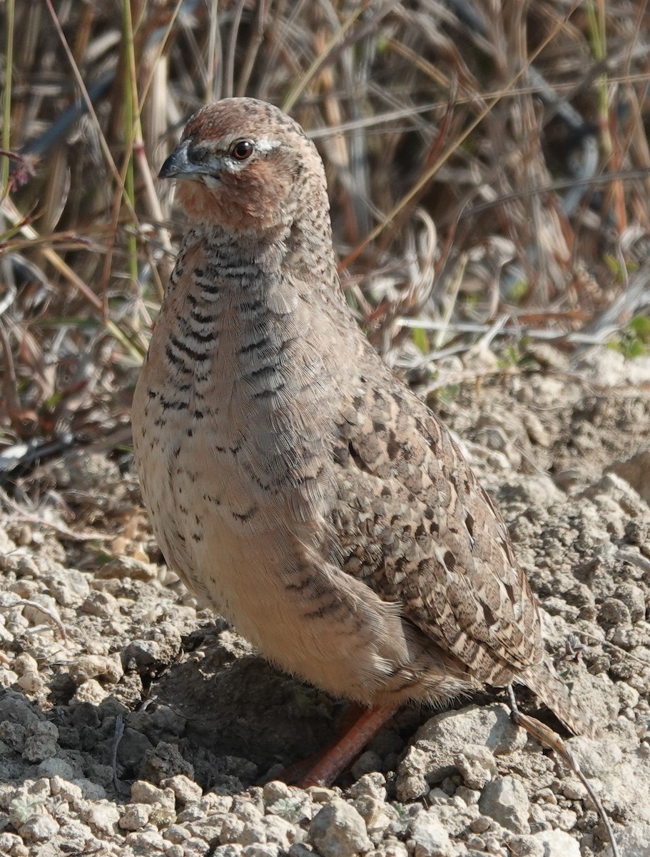 Jungle Bush-Quail - ML614772139