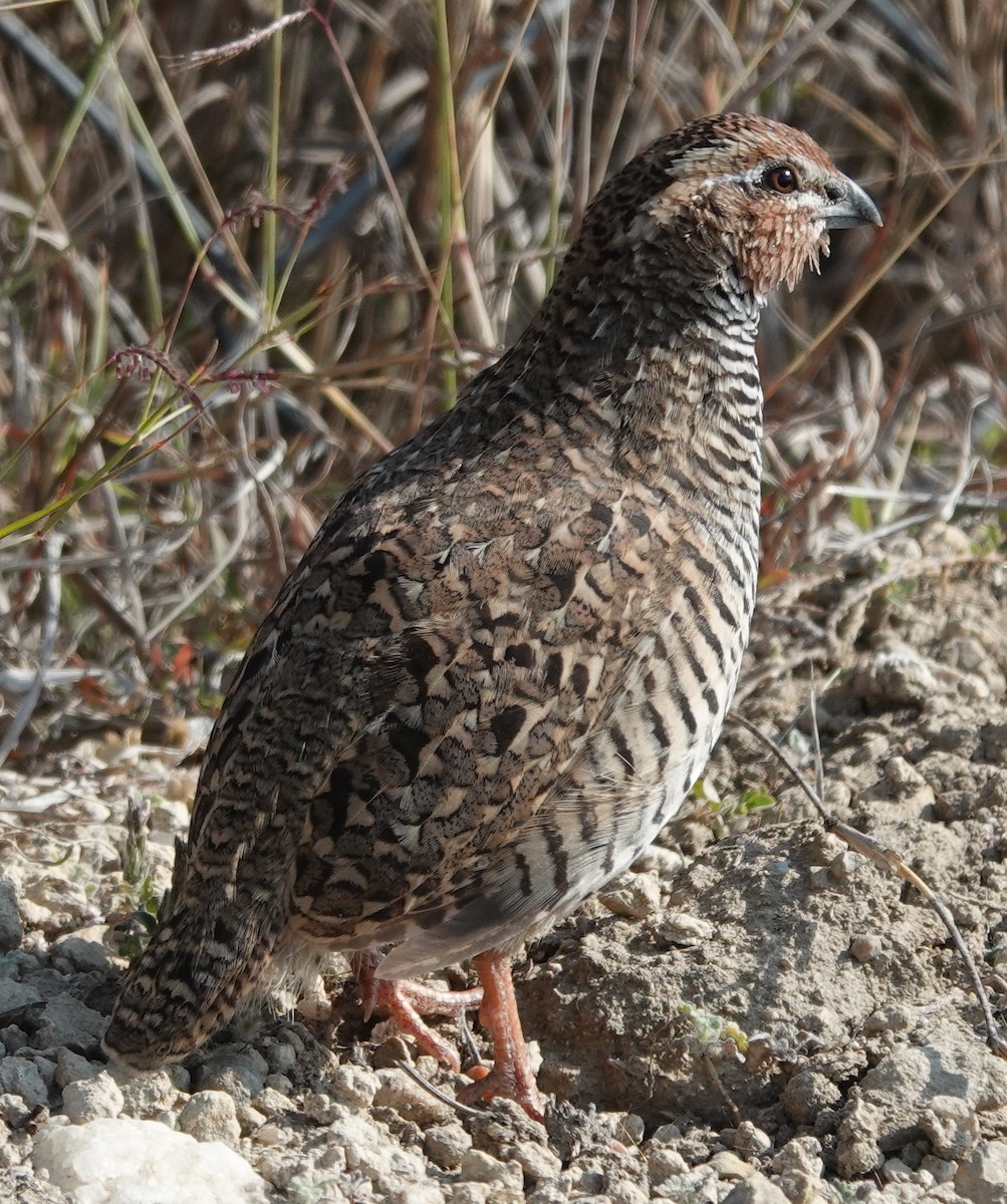 Jungle Bush-Quail - ML614772140