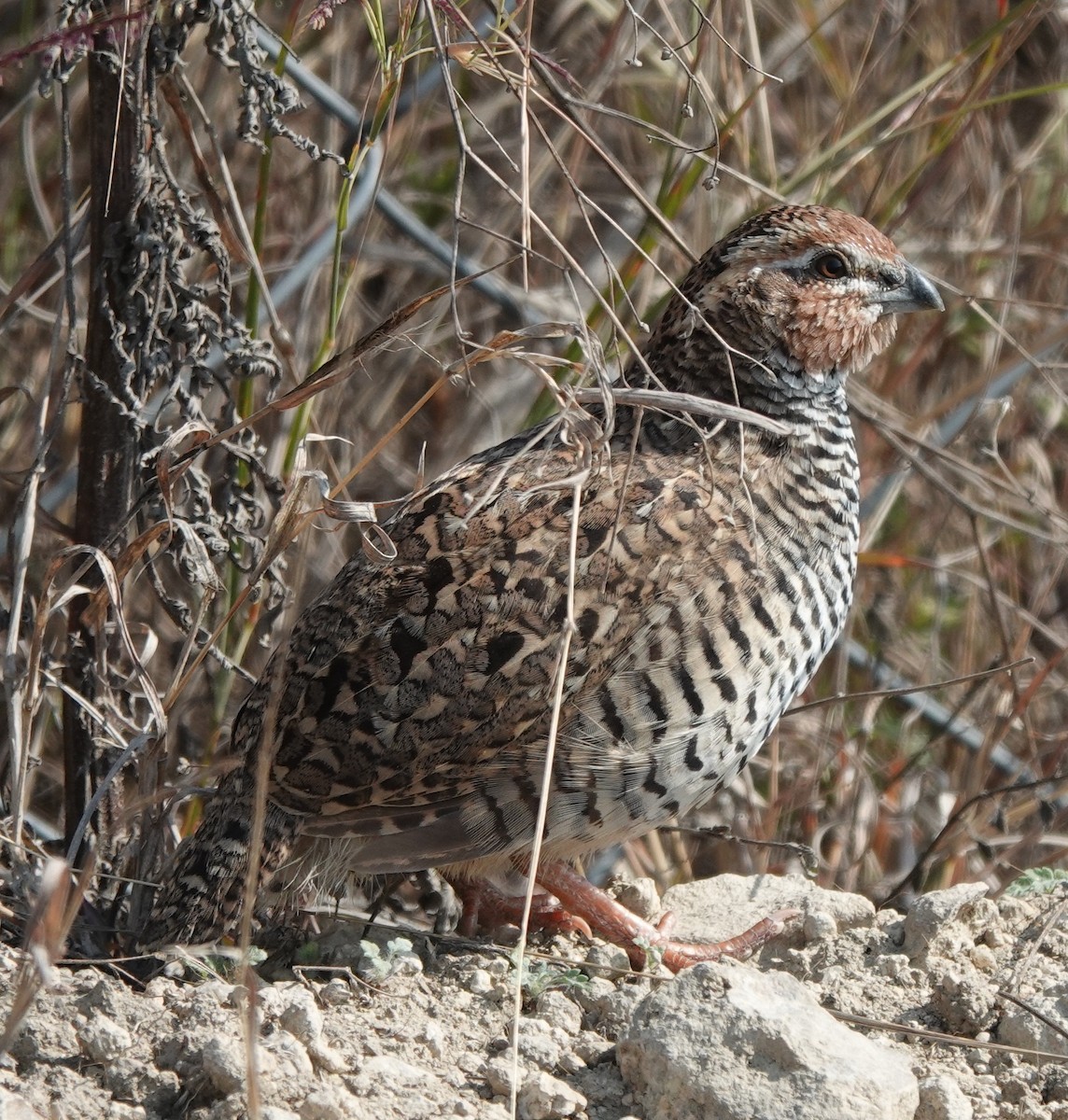 Jungle Bush-Quail - ML614772141