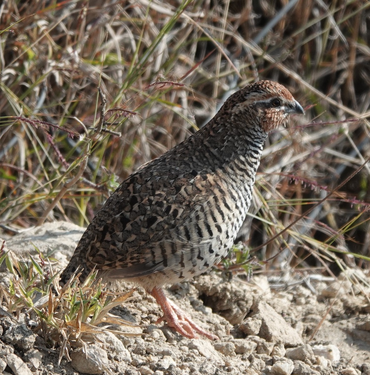 Jungle Bush-Quail - ML614772142