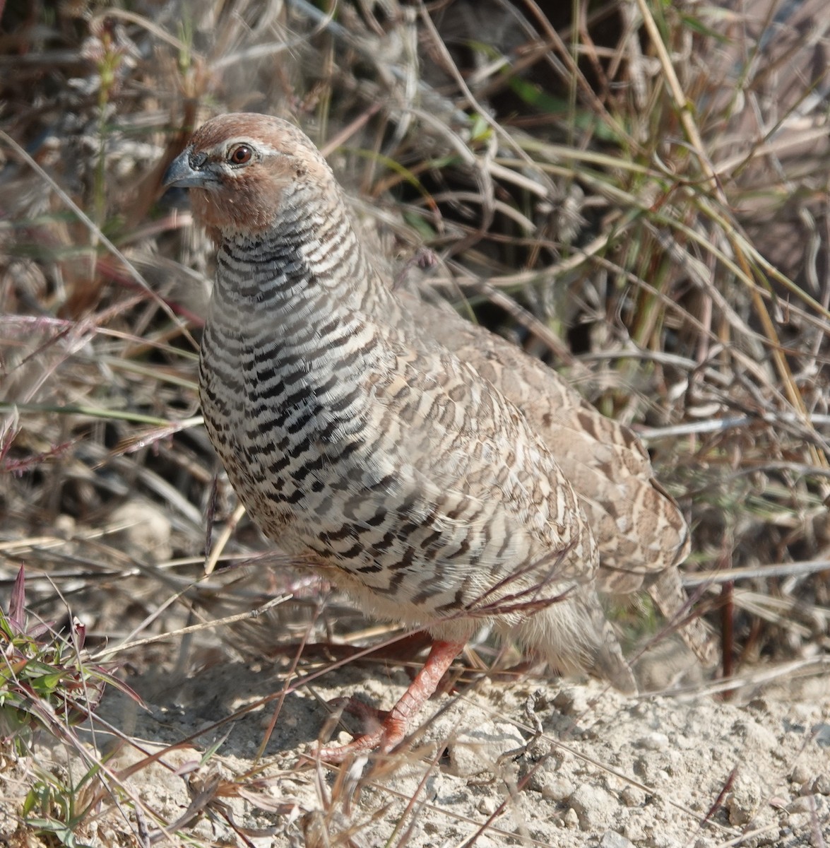 Jungle Bush-Quail - ML614772143