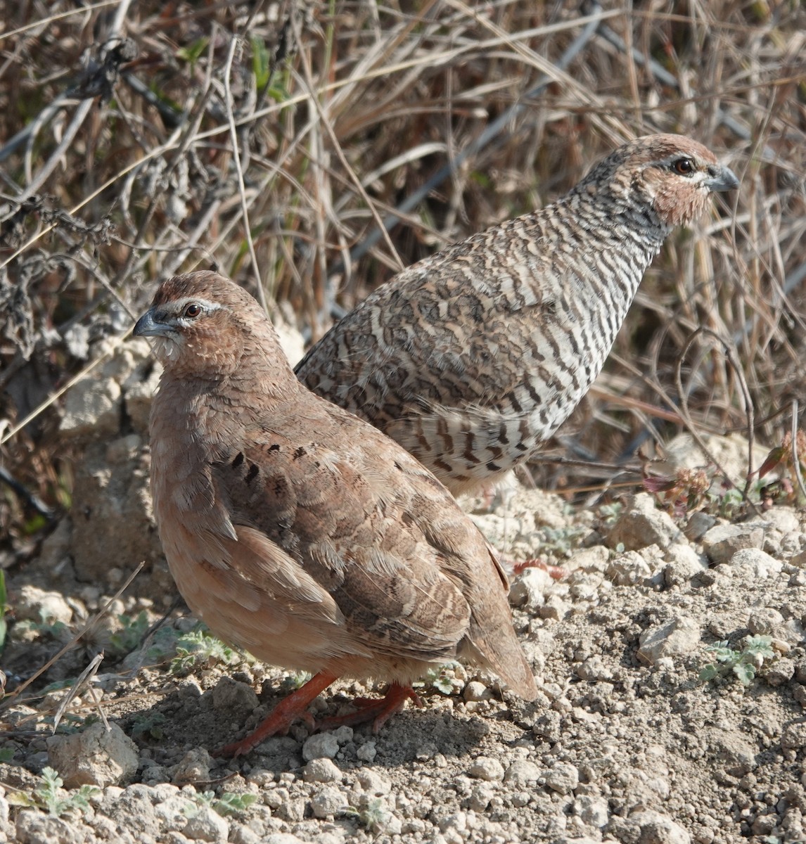 Jungle Bush-Quail - ML614772145