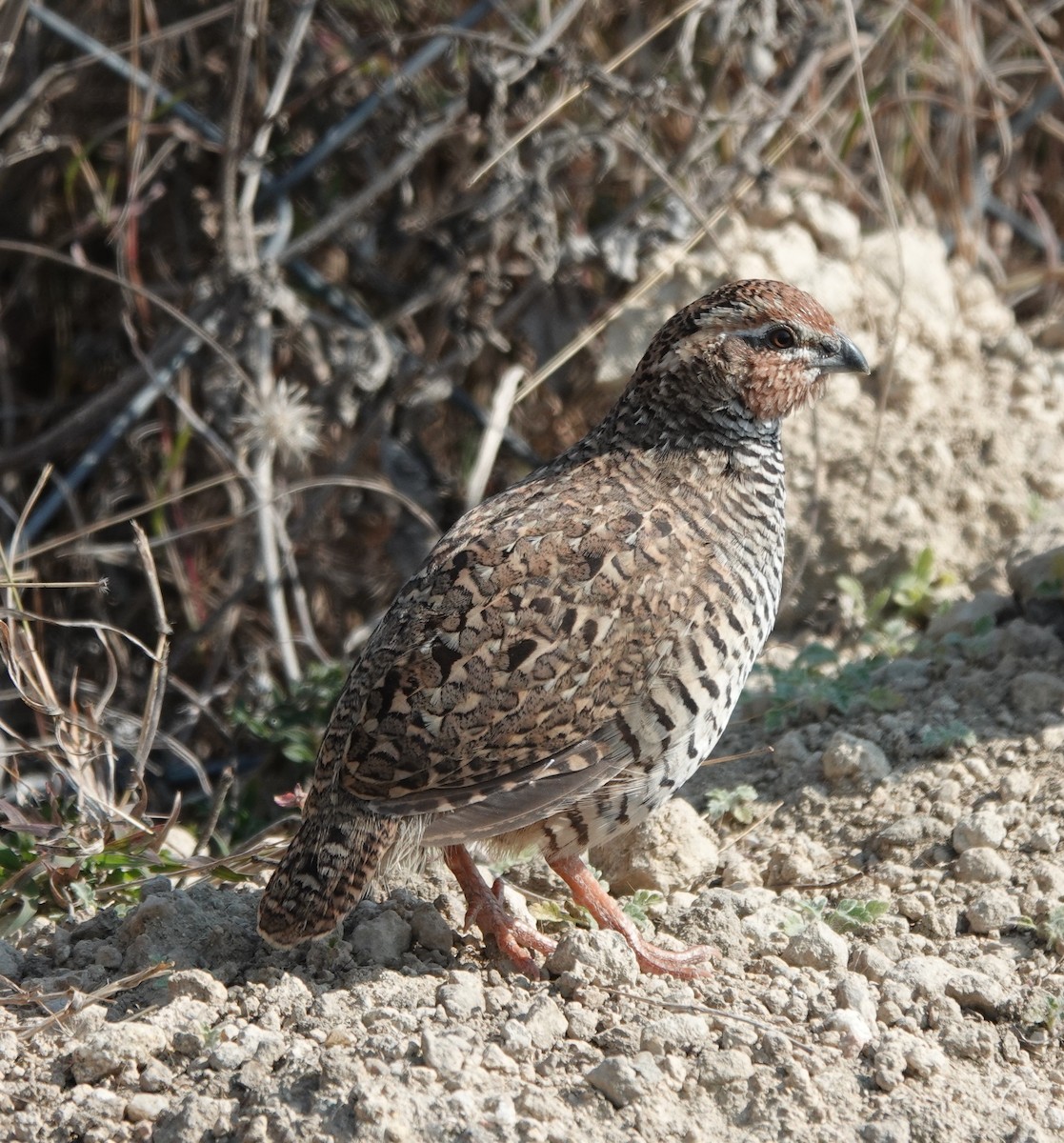 Jungle Bush-Quail - ML614772147