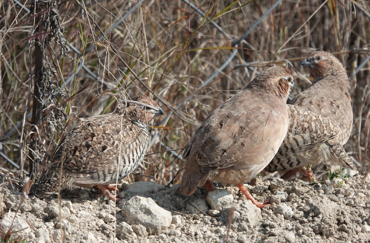 Jungle Bush-Quail - ML614772148