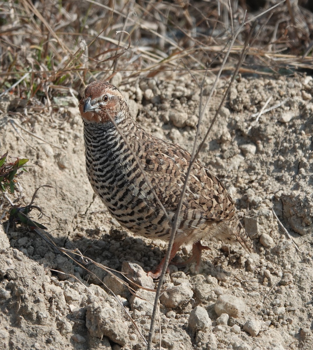 Jungle Bush-Quail - ML614772149