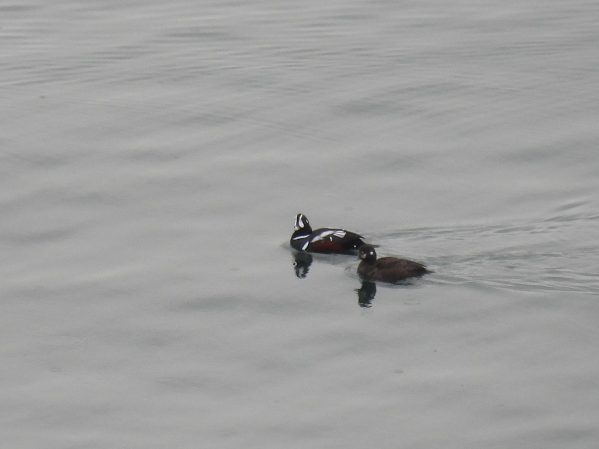 Harlequin Duck - ML614772162