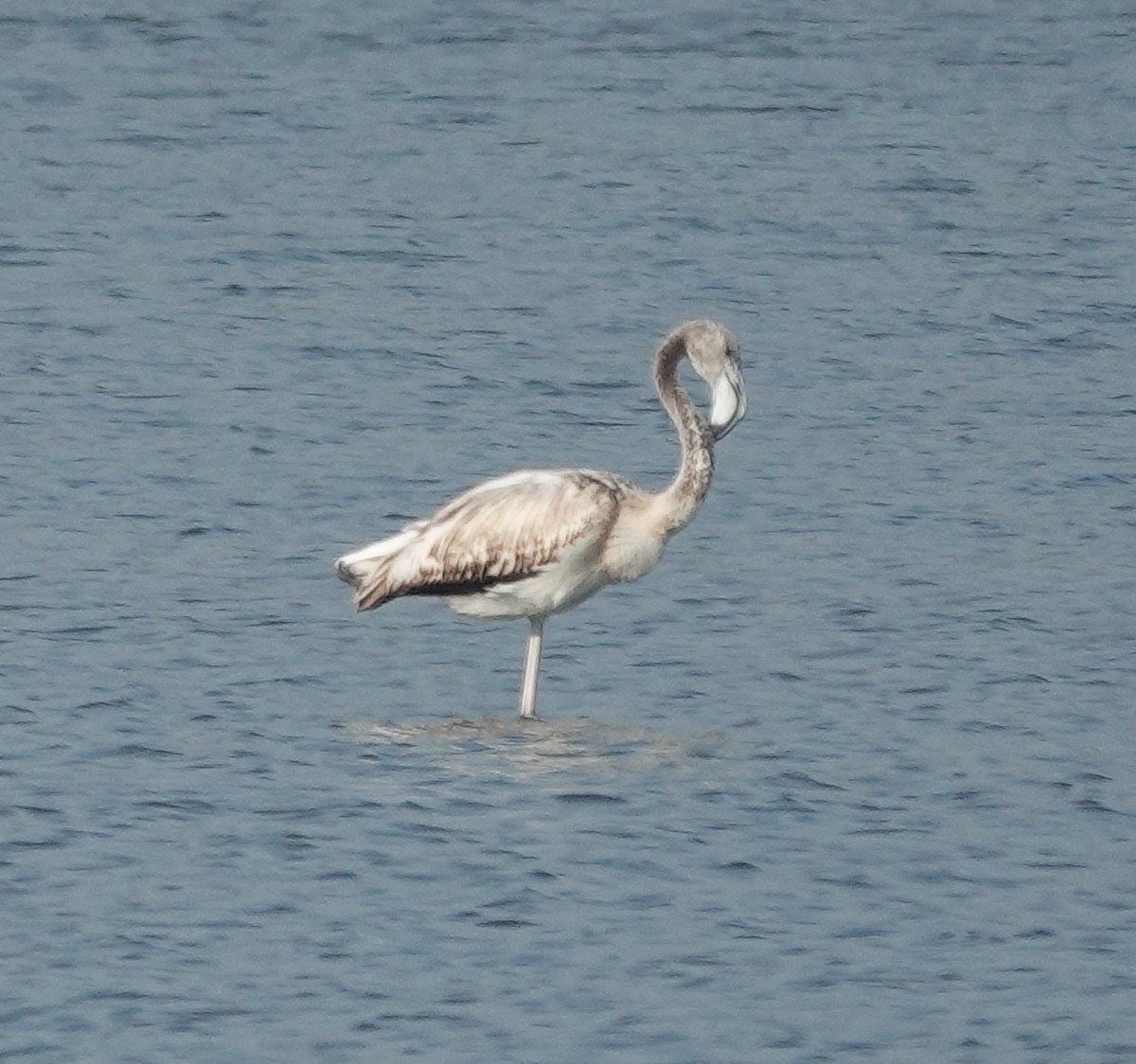 Greater Flamingo - ML614772174