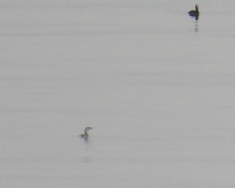 Red-throated Loon - Taylor Justason