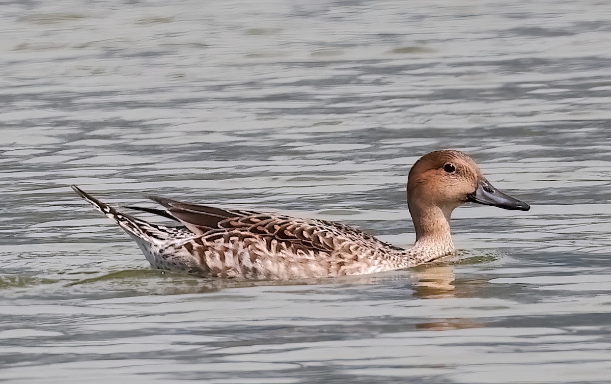 Northern Pintail - ML614772189