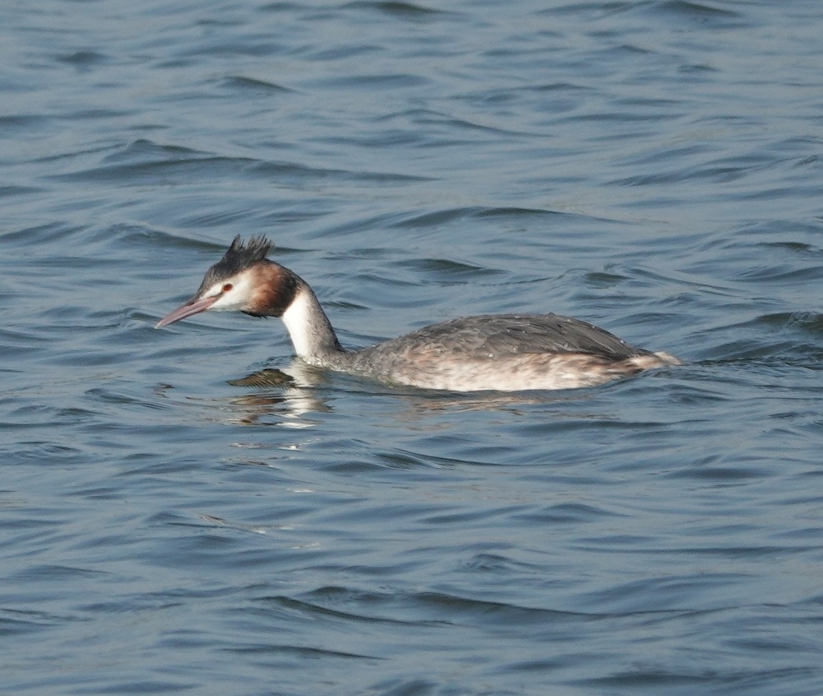 Great Crested Grebe - ML614772193