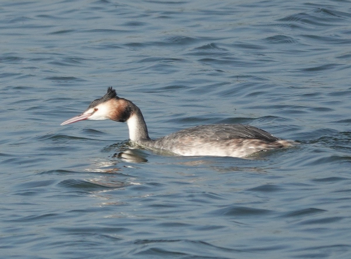 Great Crested Grebe - ML614772194
