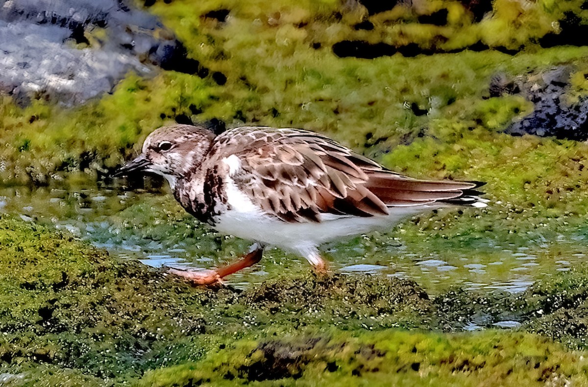 Ruddy Turnstone - Mandy Talpas -Hawaii Bird Tours