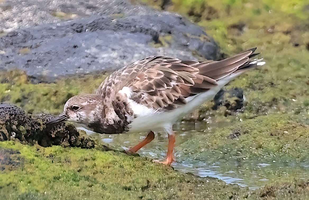 Ruddy Turnstone - ML614772198