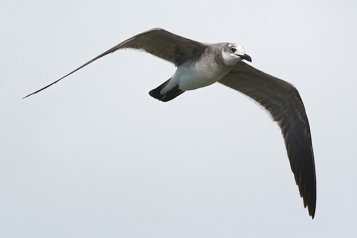 Laughing Gull - ML614772210