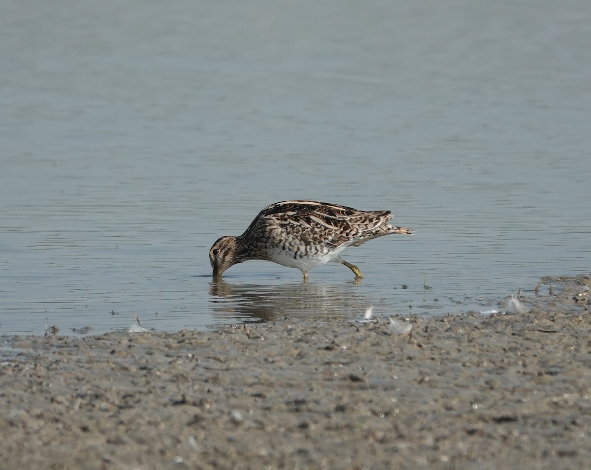 Common Snipe - ML614772233