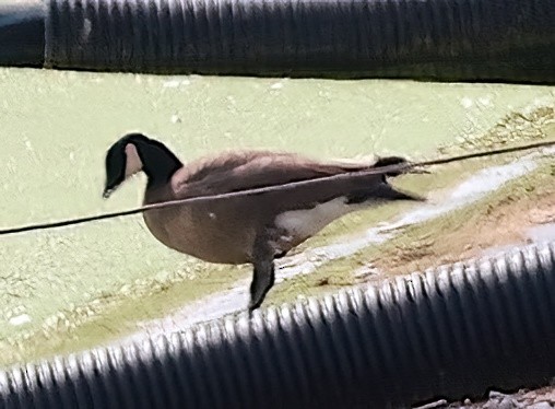 Cackling Goose (minima) - Mandy Talpas -Hawaii Bird Tours