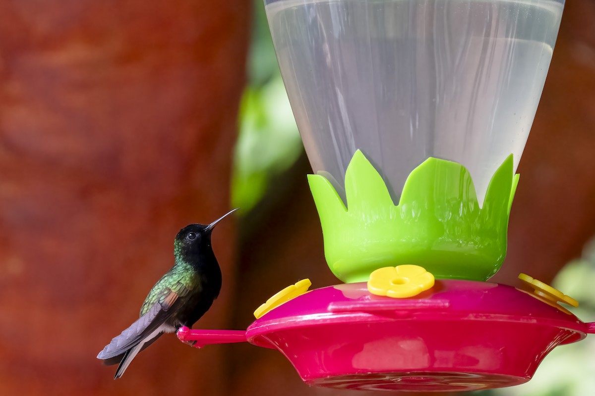 Black-bellied Hummingbird - ML614772261