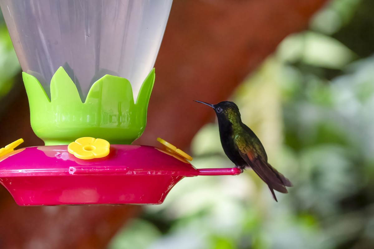 Black-bellied Hummingbird - ML614772262