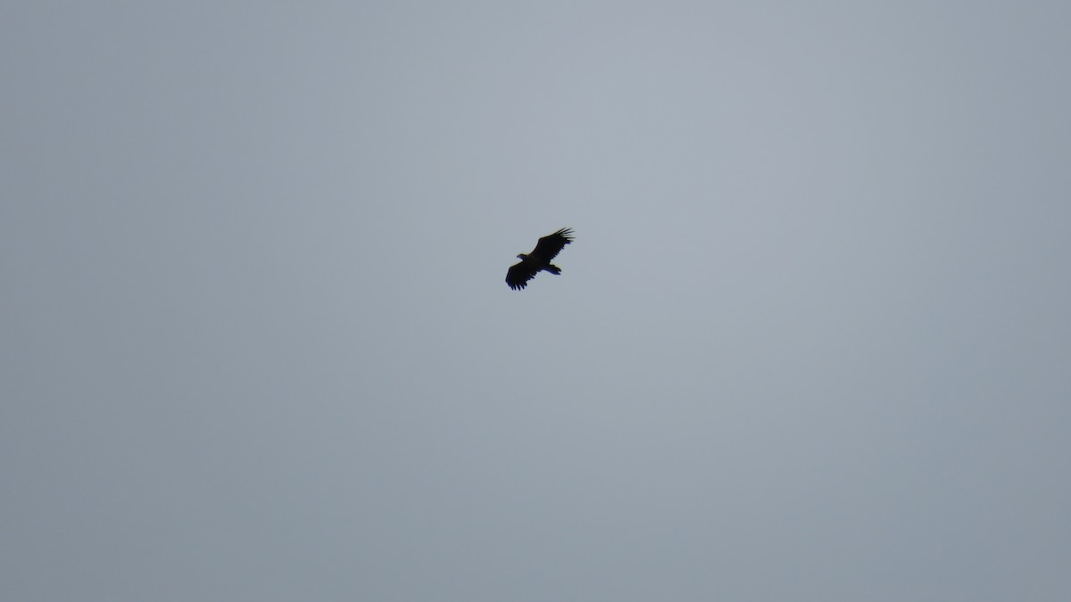 White-tailed Eagle - Ian Jones