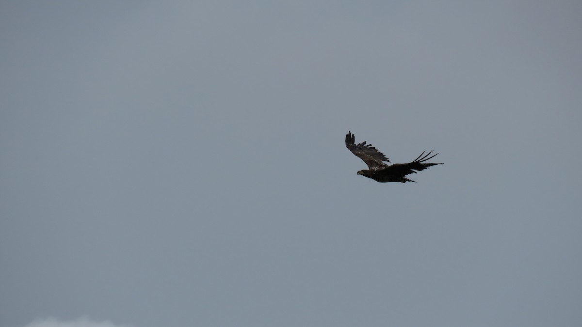 White-tailed Eagle - ML614772281