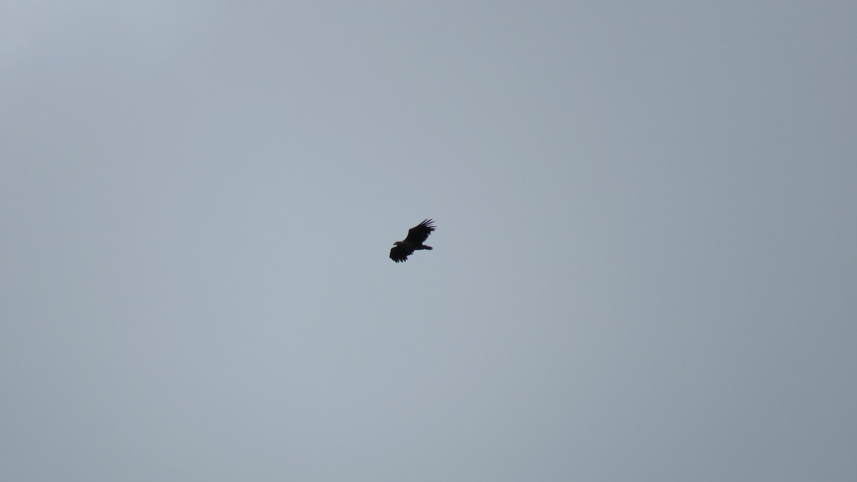 White-tailed Eagle - Ian Jones