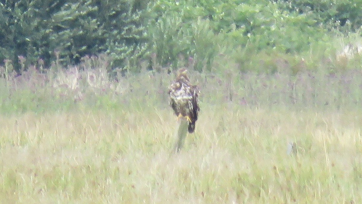 White-tailed Eagle - ML614772283