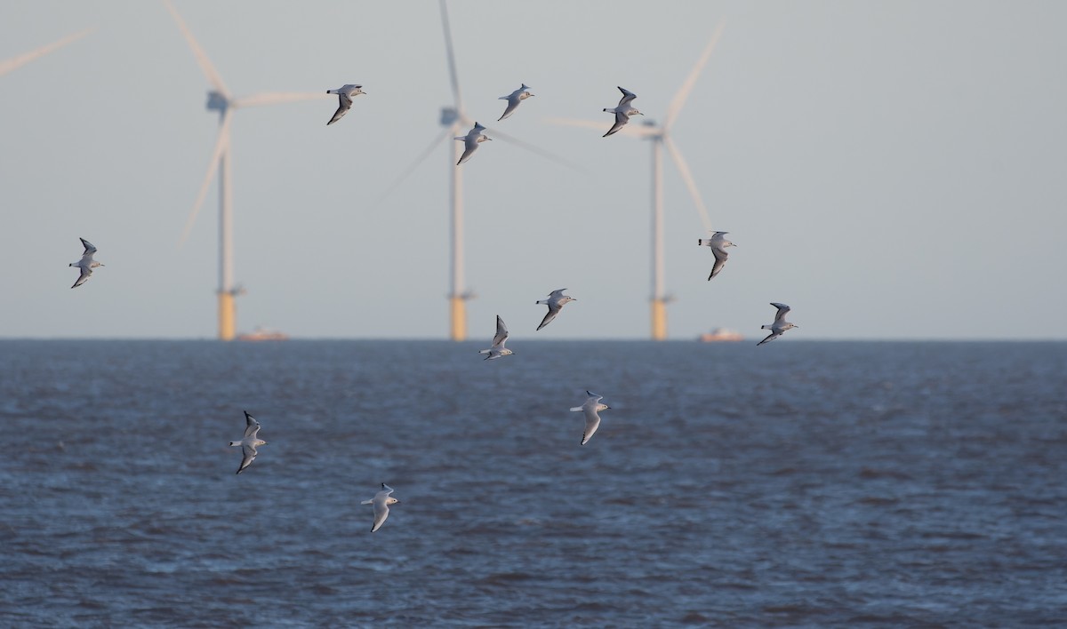 Black-headed Gull - ML614772342