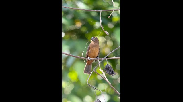 Chestnut-bellied Seed-Finch - ML614772347