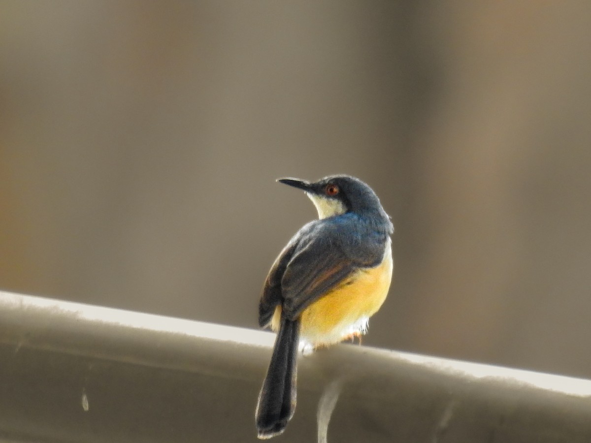 Ashy Prinia - ML614772366